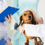 Chien chez le vétérinaire